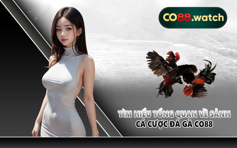 Tìm hiểu tổng quan về sảnh cá cược đá gà CO88